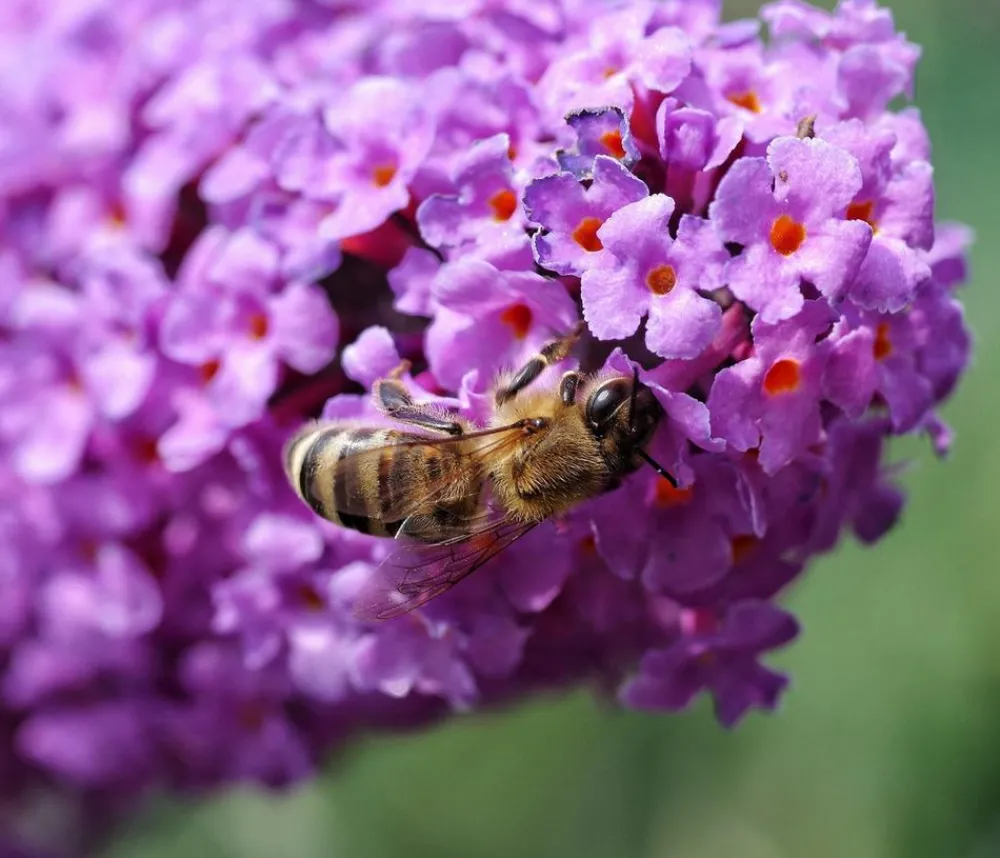 Dehner Laubgehölze|Flieder > Sommerflieder, verschiedene Sorten