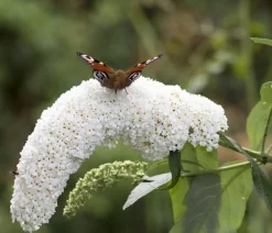 Dehner Sommerflieder, verschiedene Sorten Weiß