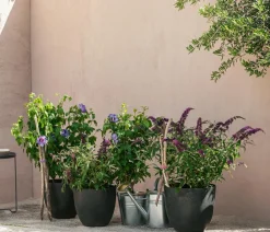 Dehner Sommerflieder, verschiedene Sorten Rosa Online