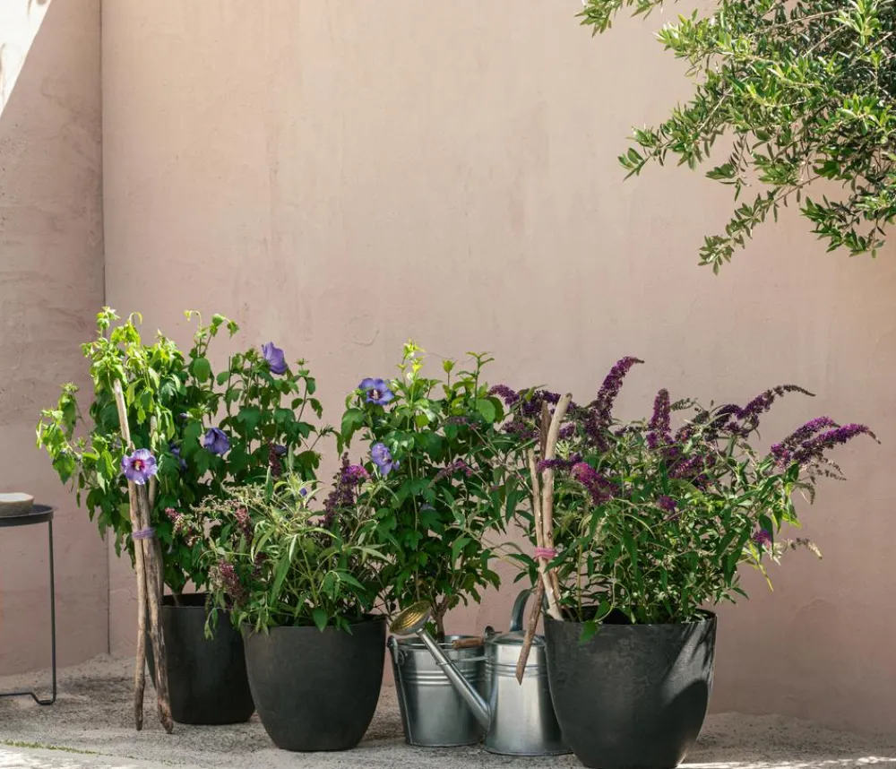 Dehner Sommerflieder, verschiedene Sorten Rosa Online