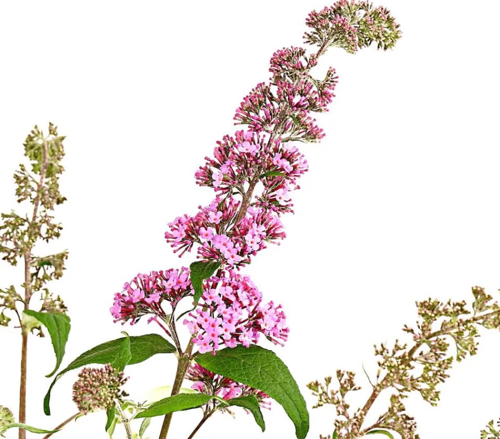 Dehner Sommerflieder, verschiedene Sorten Rosa Online