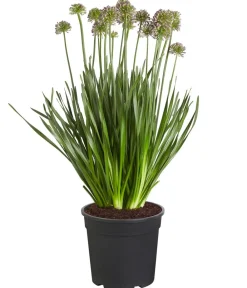 Dehner Sommerstauden > Sommer-Zierlauch 'Millenium'