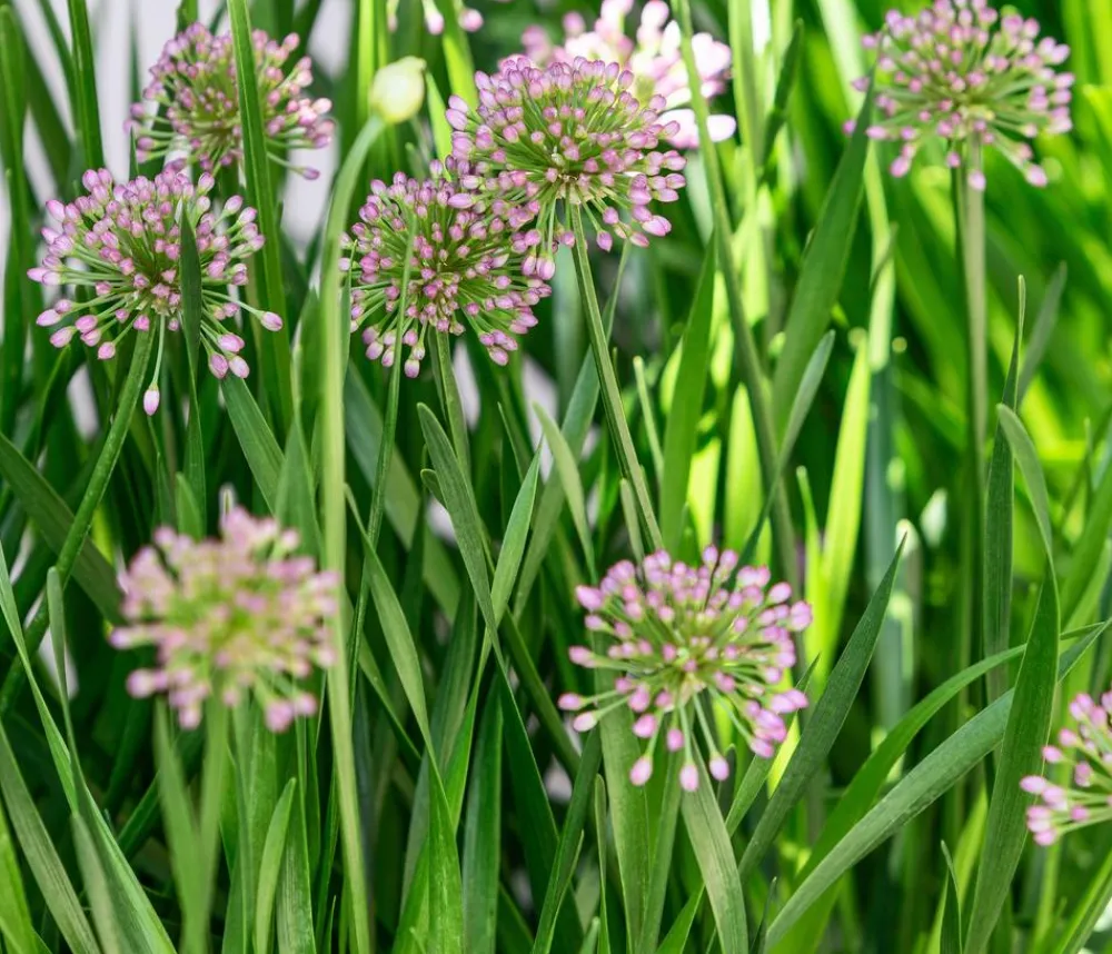 Dehner Sommerstauden - Sommer-Zierlauch 'Millenium'