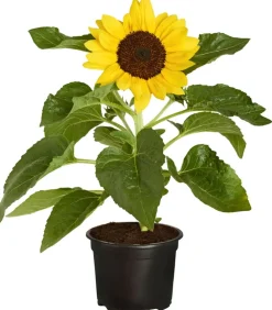 Dehner Sommerblumen > Sonnenblume