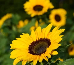 Dehner Sommerblumen > Sonnenblume