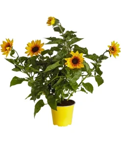 Dehner Sommerblumen - Sonnenblume 'SunBelievable®'
