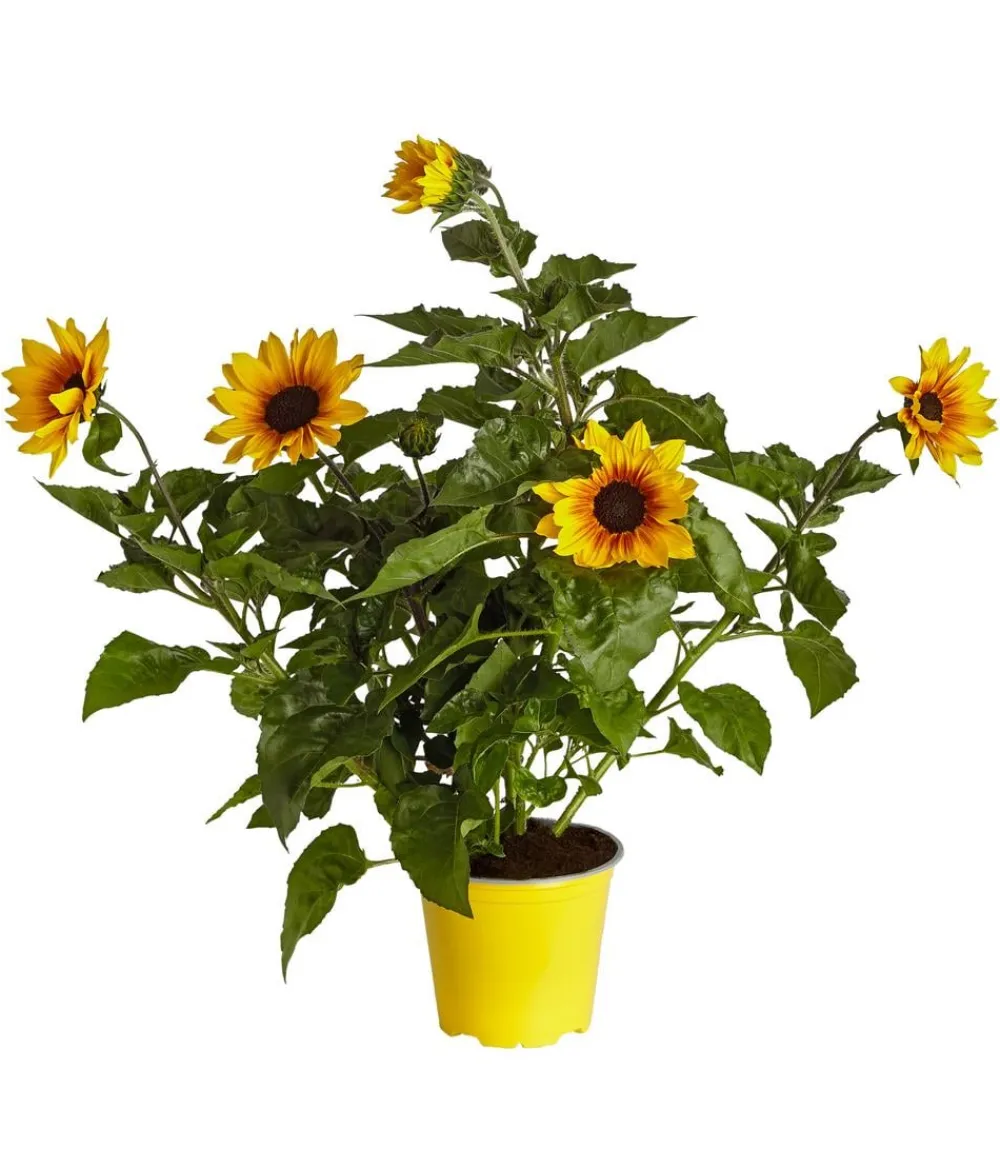 Dehner Sommerblumen - Sonnenblume 'SunBelievable®'