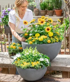 Dehner Sommerblumen - Sonnenblume 'SunBelievable®'