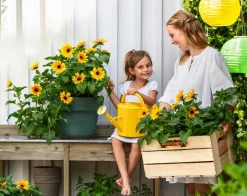 Dehner Sommerblumen - Sonnenblume 'SunBelievable®'
