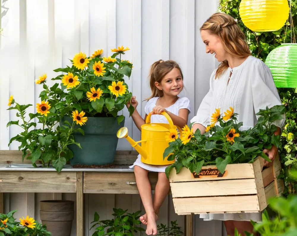Dehner Sommerblumen - Sonnenblume 'SunBelievable®'