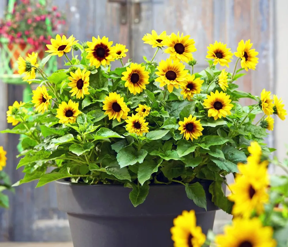 Dehner Sommerblumen - Sonnenblume 'SunBelievable®'
