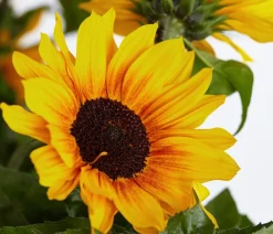 Dehner Sommerblumen - Sonnenblume 'SunBelievable®'