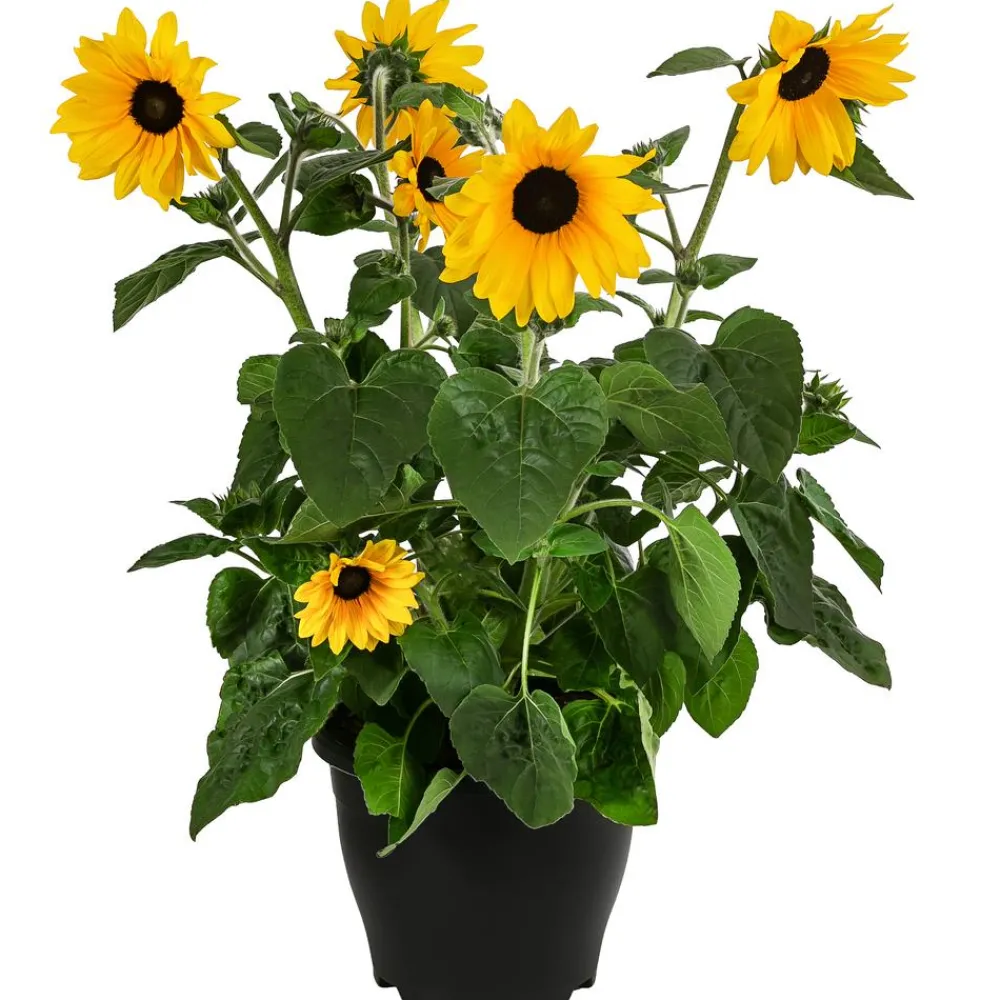 Dehner Sonnenblume 'Sunfinity' Gelb Sale