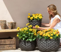 Dehner Sonnenblume 'Sunfinity' Gelb Sale