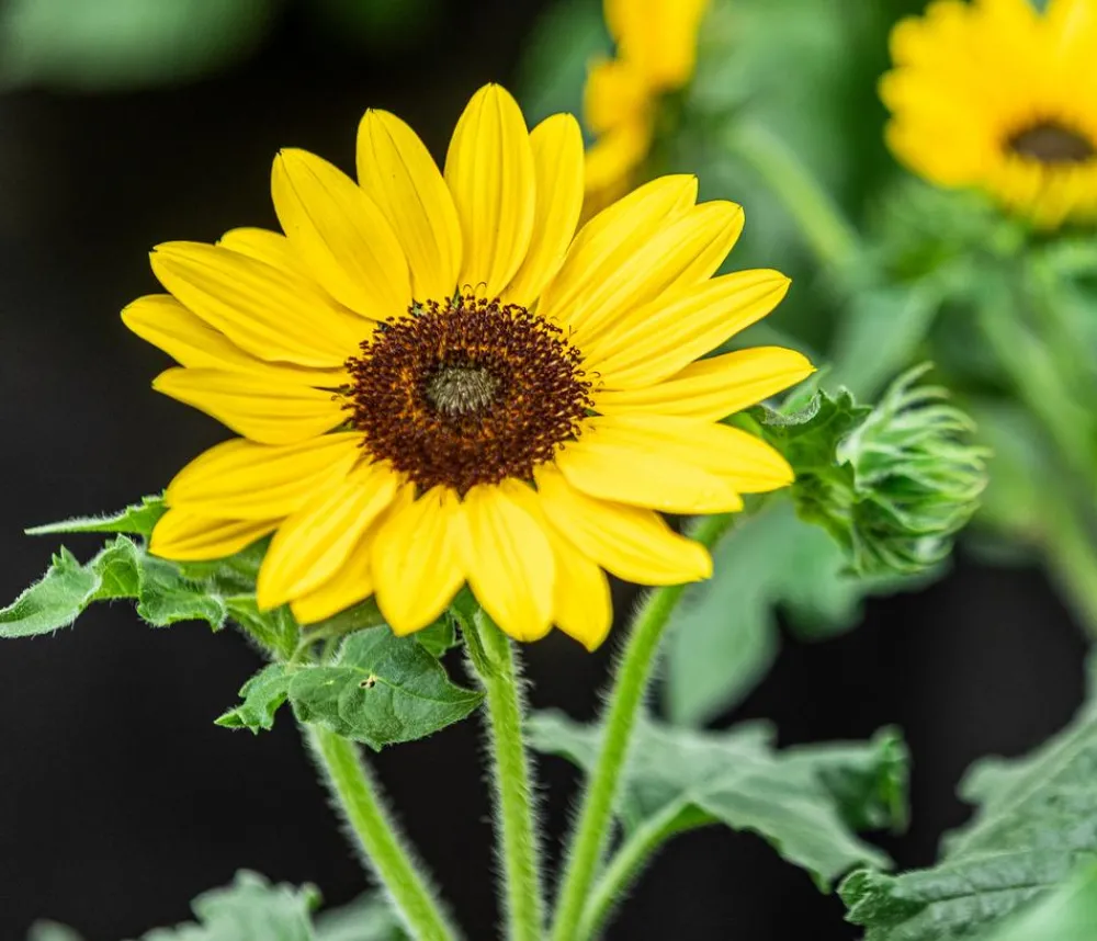 Dehner Sonnenblume 'Sunfinity' Gelb Sale