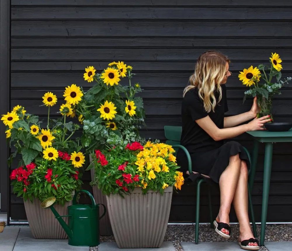 Dehner Sonnenblume 'Sunfinity' Gelb Sale