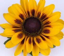 Dehner Sonnenhut 'Summerina' Gelb Hot