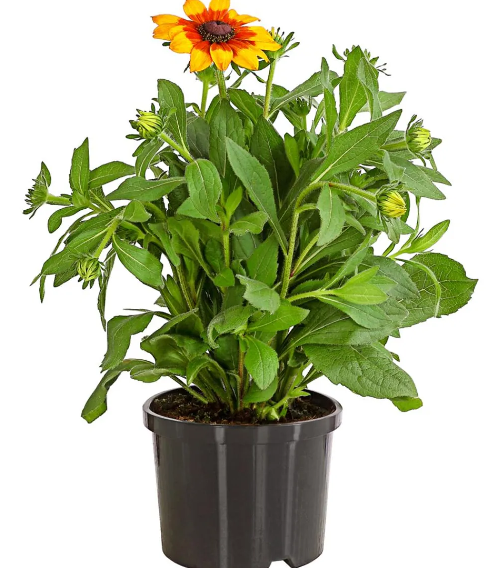 Dehner Sonnenhut 'Summerina' Gelb Hot