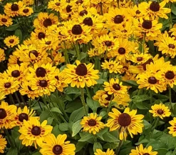 Dehner Sonnenhut 'Summerina' Gelb Hot