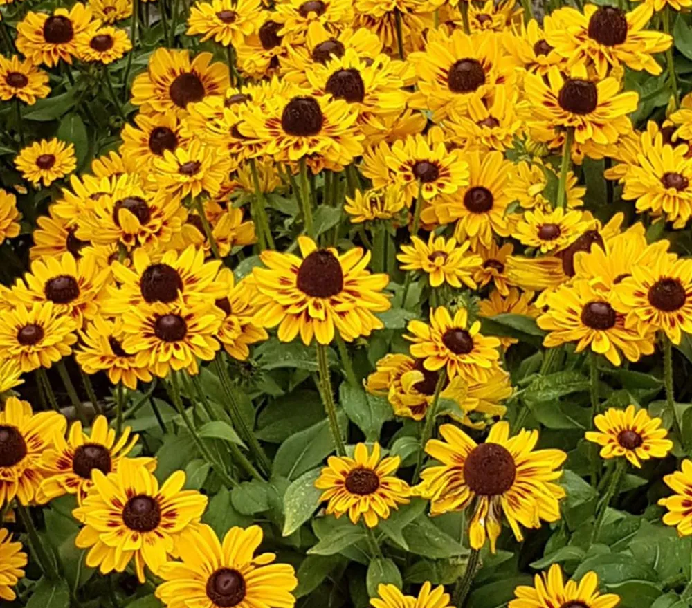 Dehner Sonnenhut 'Summerina' Gelb Hot