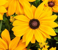 Dehner Sommerstauden > Sonnenhut 'Summerina'