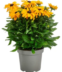 Dehner Sommerstauden > Sonnenhut 'Summerina'