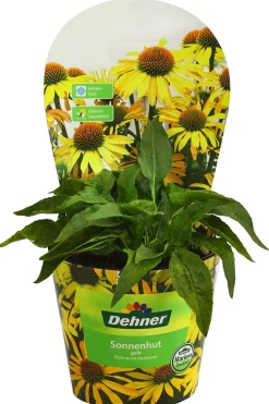 Dehner Sommerstauden - Sonnenhut, verschiedene Sorten