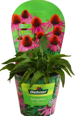 Dehner Sommerstauden - Sonnenhut, verschiedene Sorten