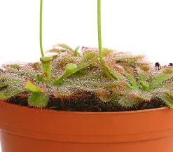 Dehner Sonnentau - Drosera aliciae Hellgrün Sale