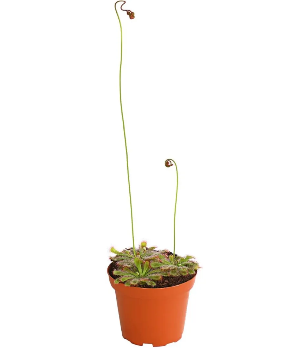 Dehner Sonnentau - Drosera aliciae Hellgrün Sale