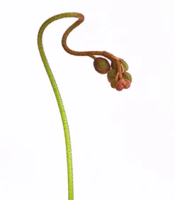 Dehner Sonnentau - Drosera aliciae Hellgrün Sale