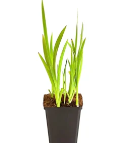 Dehner Aqua Teichpflanzen|Teichpflanzen > Spaltgriffel