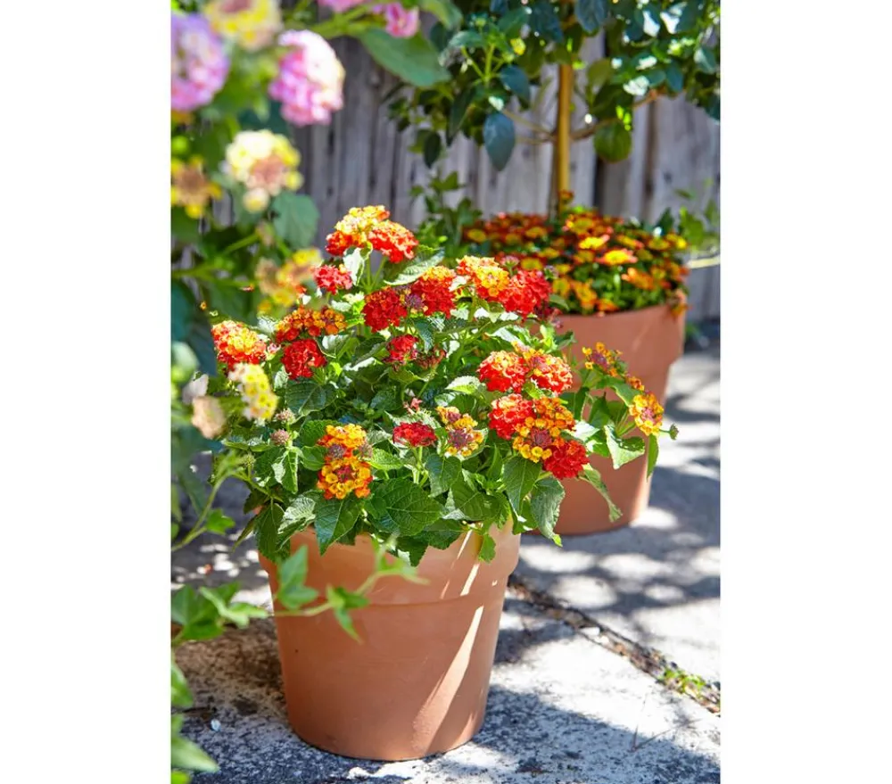 Spang Terrakotta-Pflanzgefäß Calima Orange Best