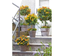 Spang Blumentöpfe & Übertöpfe - Terrakotta-Pflanzgefäß Calima Braun