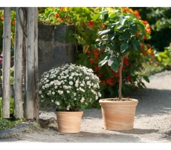 Spang Blumentöpfe & Übertöpfe - -Topf Toscana, rund, Terrakotta