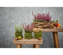 Spang -Topf Vaso, rund Terrakotta Discount