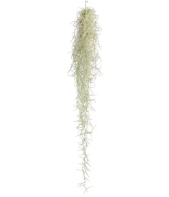 Dehner Tillandsien > Spanisches Moos - Tillandsia usneoides