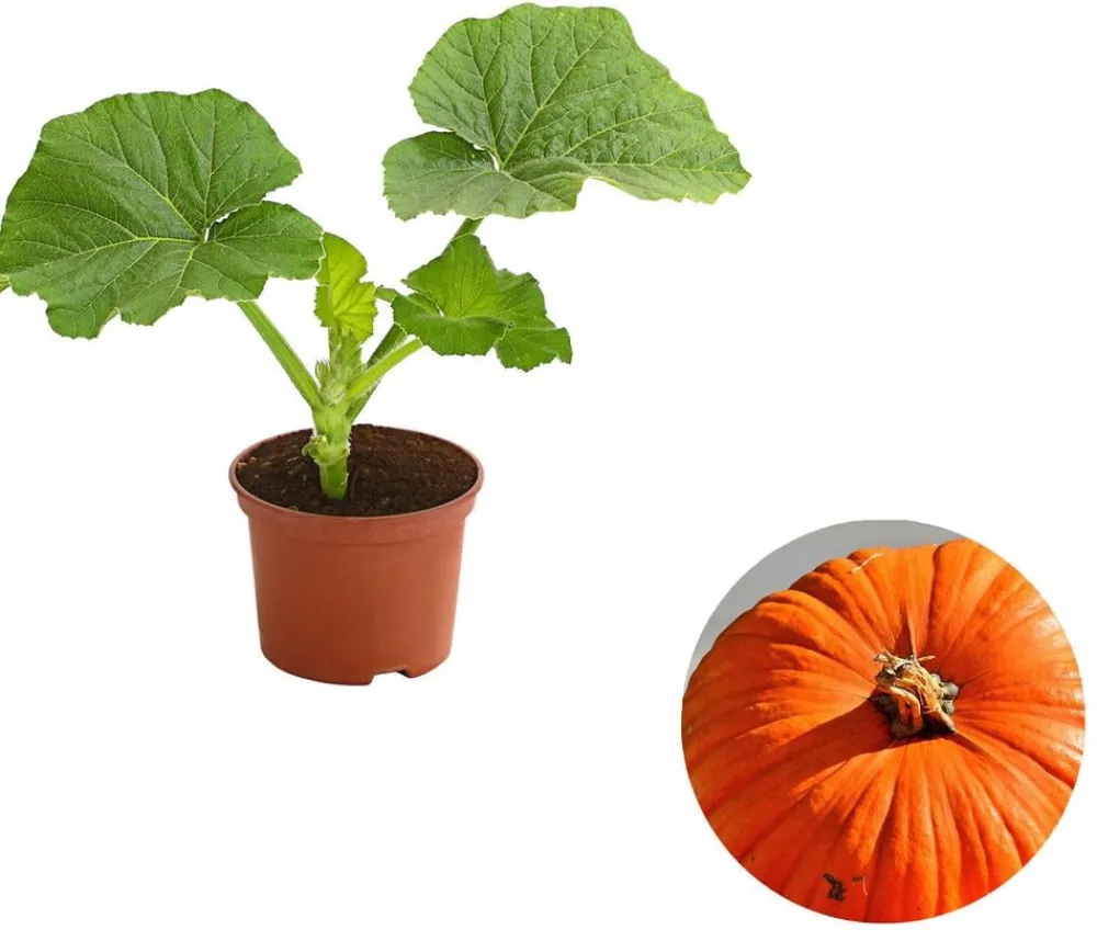 Dehner Speisekürbis 'Atlantic Giant' Orange Discount