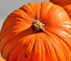 Dehner Speisekürbis 'Atlantic Giant' Orange Discount