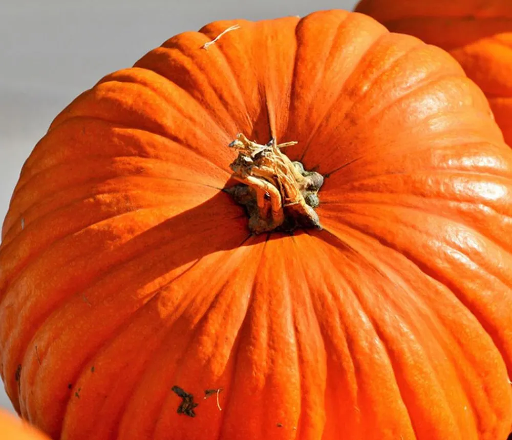 Dehner Speisekürbis 'Atlantic Giant' Orange Discount