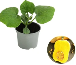 Dehner Gartengemüse|Melonen- & Kürbispflanzen > Speisekürbis 'Butternut'