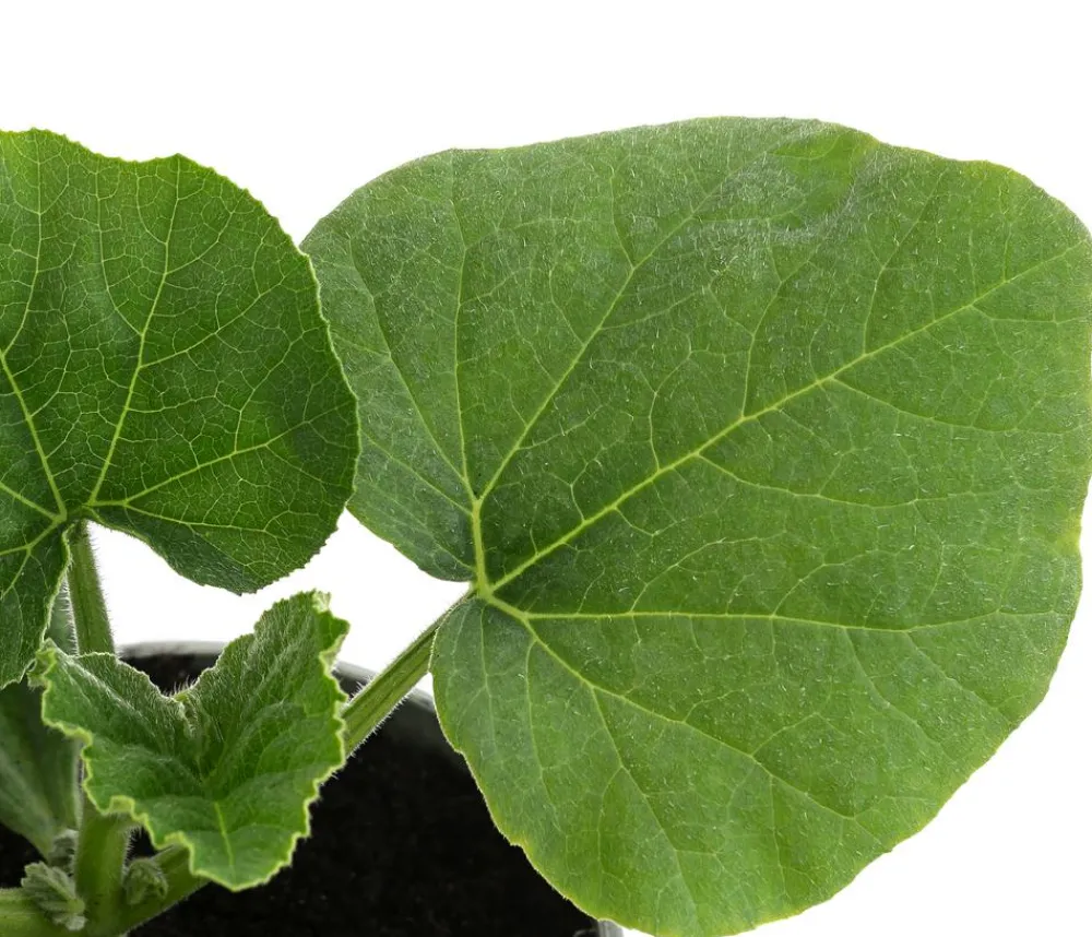 Dehner Gartengemüse|Melonen- & Kürbispflanzen > Speisekürbis 'Butternut'