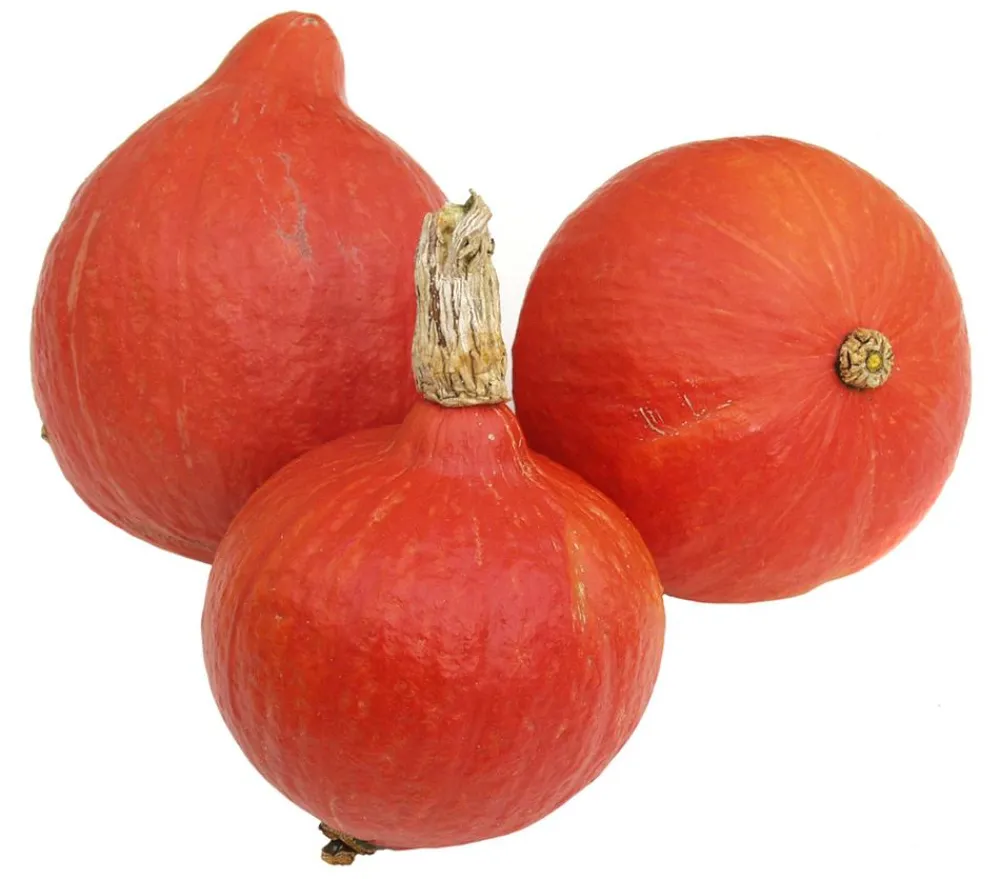 Dehner Gartengemüse|Melonen- & Kürbispflanzen > Speisekürbis 'Hokkaido'