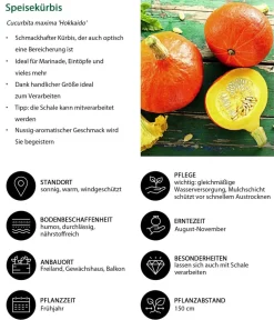 Dehner Gartengemüse|Melonen- & Kürbispflanzen > Speisekürbis 'Hokkaido'