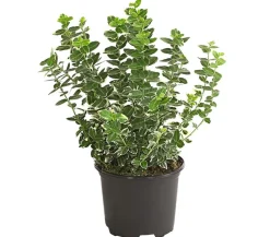 Dehner Laubgehölze > Spindelstrauch 'Emerald Gaiety'