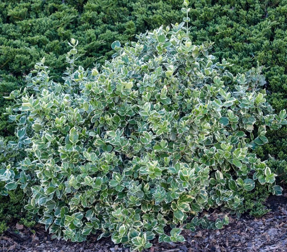 Dehner Laubgehölze > Spindelstrauch 'Emerald Gaiety'