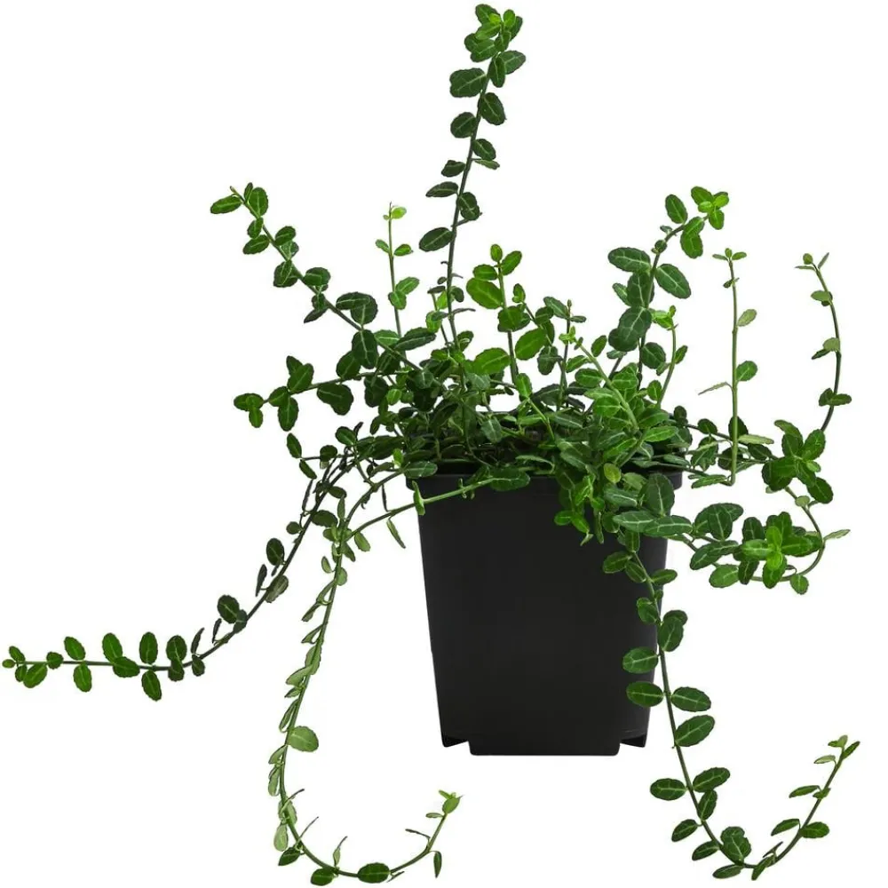 Dehner Grabschmuck & Grabgestaltung|Bodendecker & Efeu > Spindelstrauch 'Minimus'