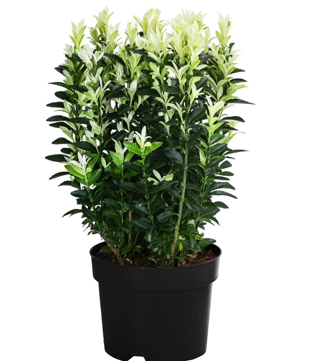 Dehner Spindelstrauch 'Paloma Blanca' Discount