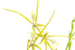 Dehner Orchideen > Spinnenorchidee - Brassia 'Fabian'