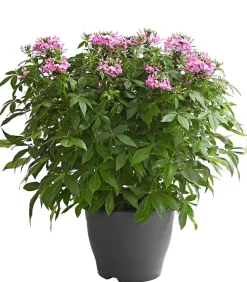 Dehner Terrassenpflanzen|Sommerblumen > Spinnenpflanze